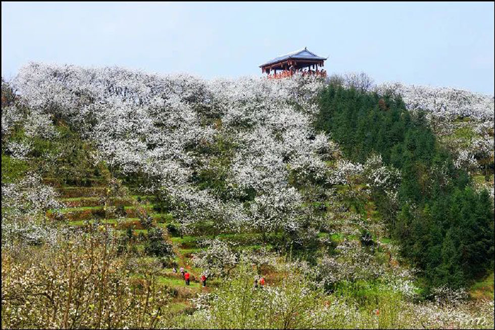 【春天，广西桂林灌阳县向您发出邀请！】我们在灌阳看梨花 - 游山玩水 - 德州生活社区 - 德州28生活网 dz.28life.net