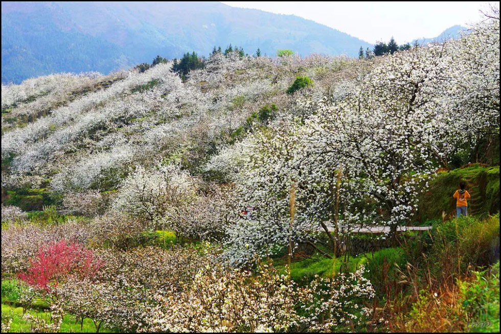 【春天，广西桂林灌阳县向您发出邀请！】我们在灌阳看梨花 - 游山玩水 - 德州生活社区 - 德州28生活网 dz.28life.net