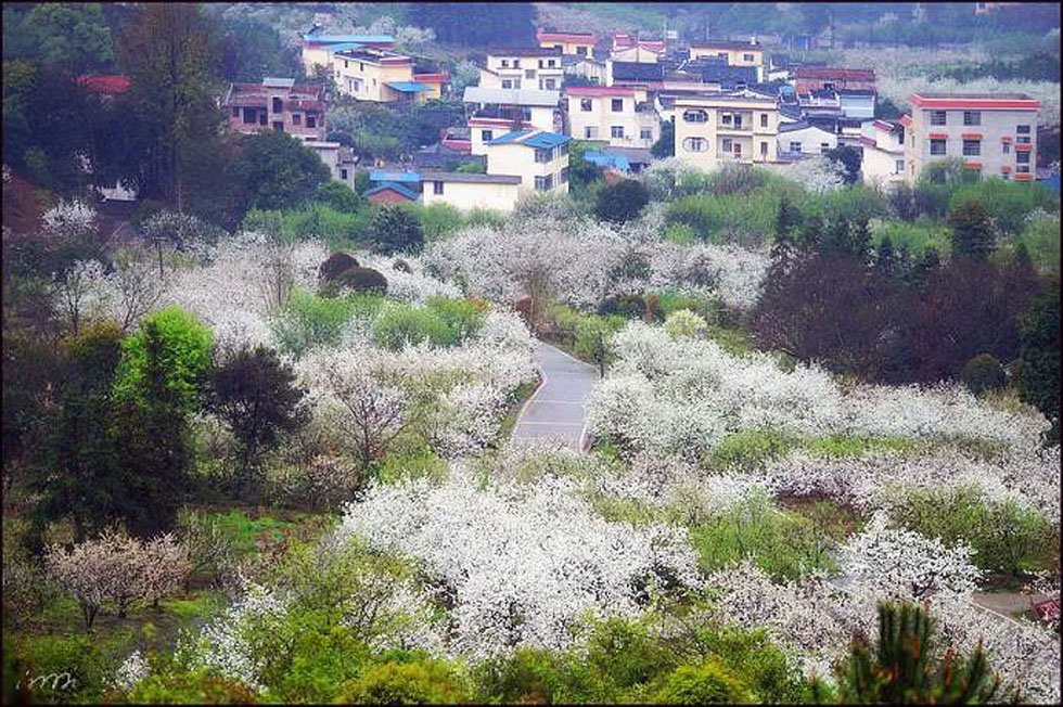 【春天，广西桂林灌阳县向您发出邀请！】我们在灌阳看梨花 - 游山玩水 - 德州生活社区 - 德州28生活网 dz.28life.net
