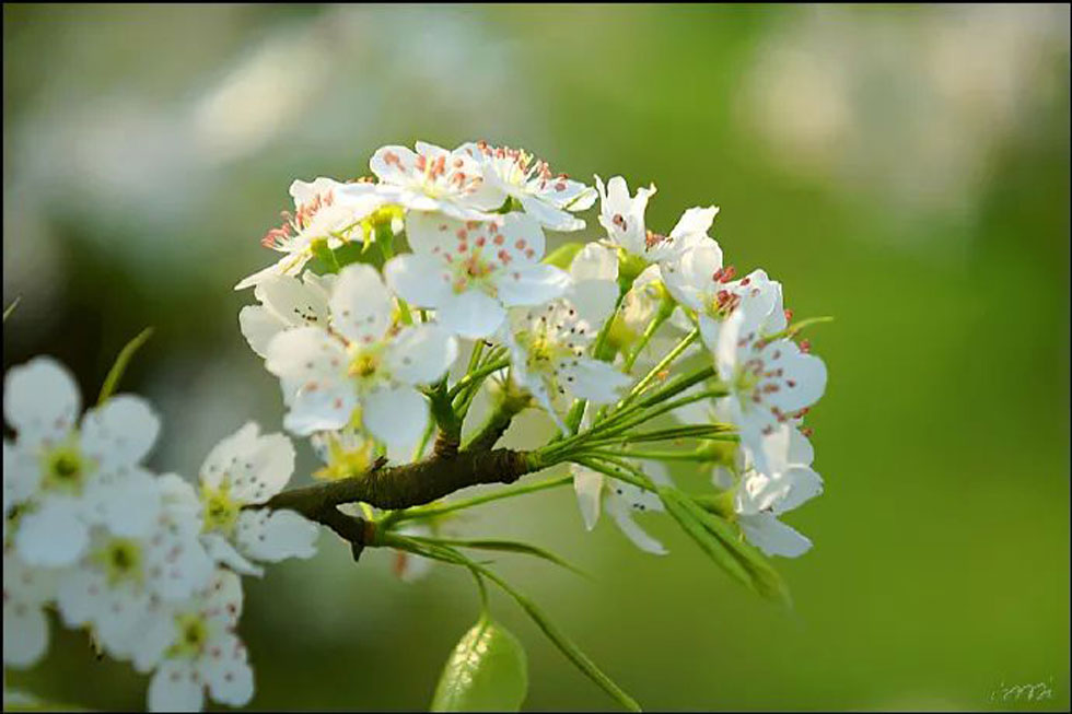 【春天，广西桂林灌阳县向您发出邀请！】我们在灌阳看梨花 - 游山玩水 - 德州生活社区 - 德州28生活网 dz.28life.net
