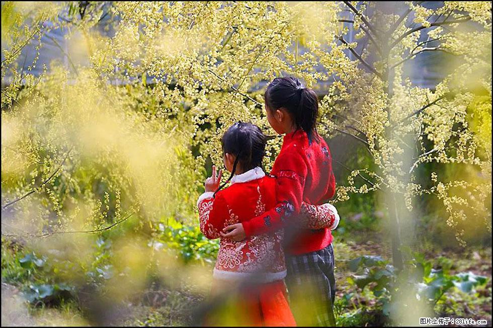 【春天，广西桂林灌阳县向您发出邀请！】米珠山前有片山苍子花在飘香 - 游山玩水 - 德州生活社区 - 德州28生活网 dz.28life.net