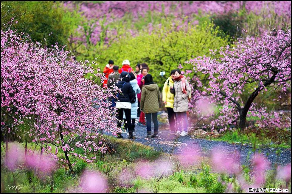 【春天，广西桂林灌阳县向您发出邀请！】官庄村有个醉美的桃花园 - 游山玩水 - 德州生活社区 - 德州28生活网 dz.28life.net