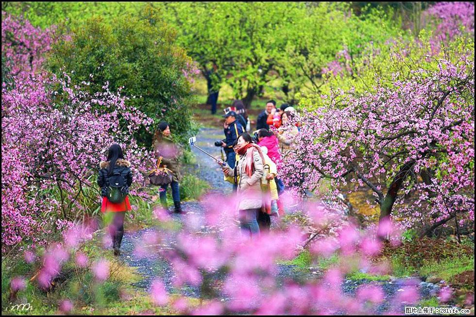 【春天，广西桂林灌阳县向您发出邀请！】官庄村有个醉美的桃花园 - 游山玩水 - 德州生活社区 - 德州28生活网 dz.28life.net