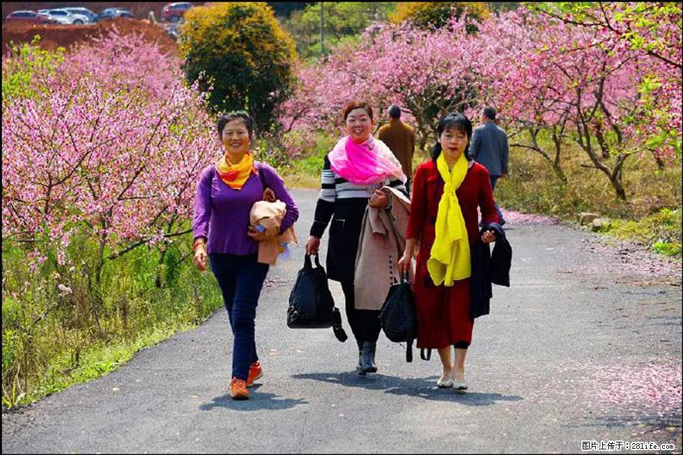 【春天，广西桂林灌阳县向您发出邀请！】官庄村有个醉美的桃花园 - 游山玩水 - 德州生活社区 - 德州28生活网 dz.28life.net