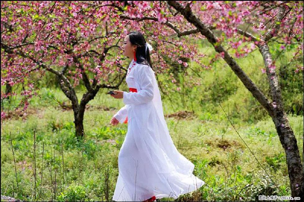 【春天，广西桂林灌阳县向您发出邀请！】官庄村有个醉美的桃花园 - 游山玩水 - 德州生活社区 - 德州28生活网 dz.28life.net