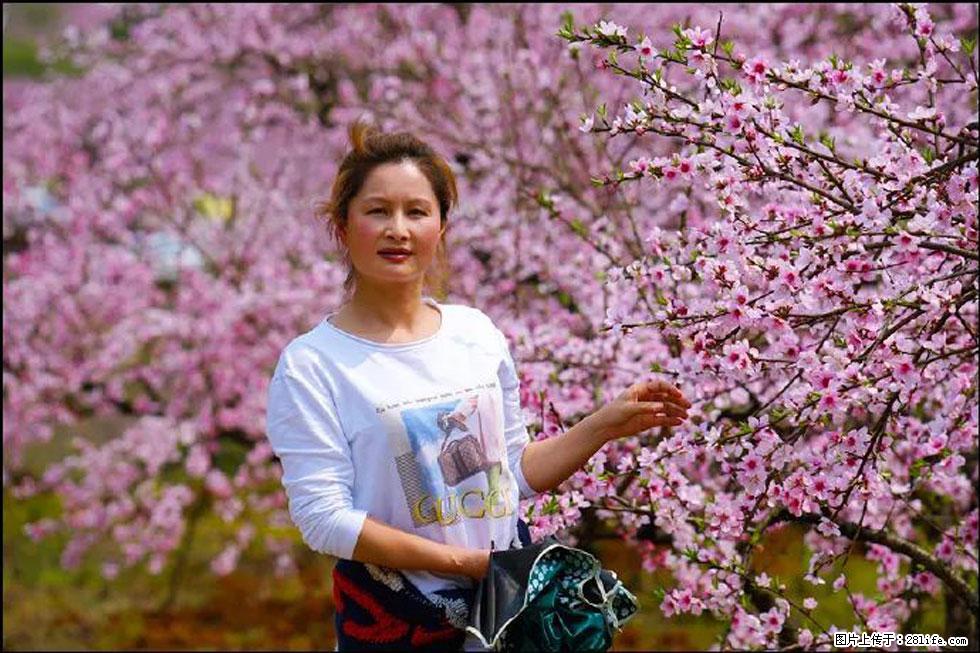 【春天，广西桂林灌阳县向您发出邀请！】官庄村有个醉美的桃花园 - 游山玩水 - 德州生活社区 - 德州28生活网 dz.28life.net