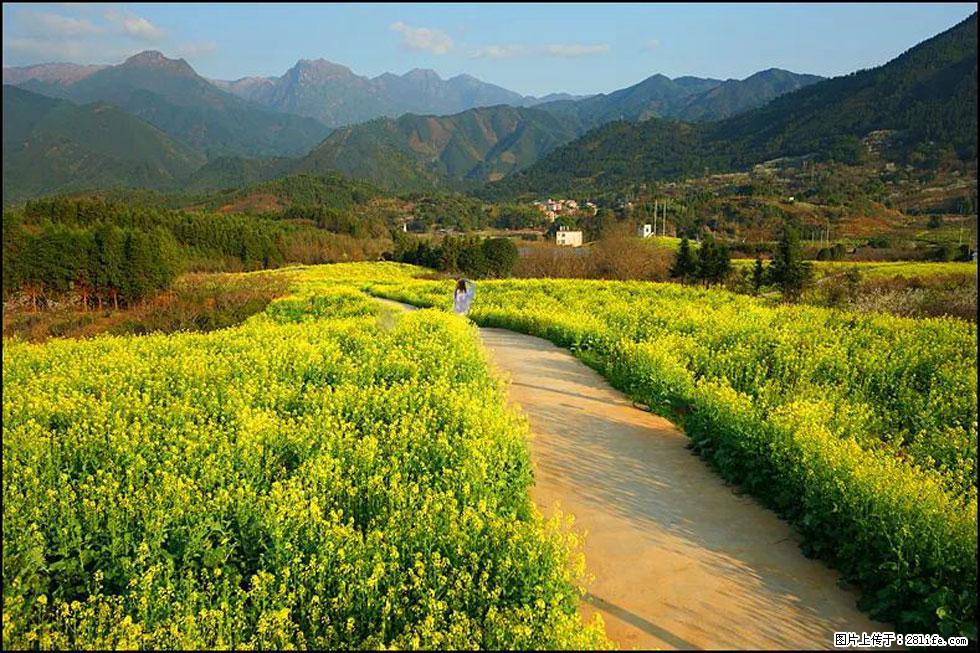 【春天，广西桂林灌阳县向您发出邀请！】长坪村油菜盛情花开 - 游山玩水 - 德州生活社区 - 德州28生活网 dz.28life.net