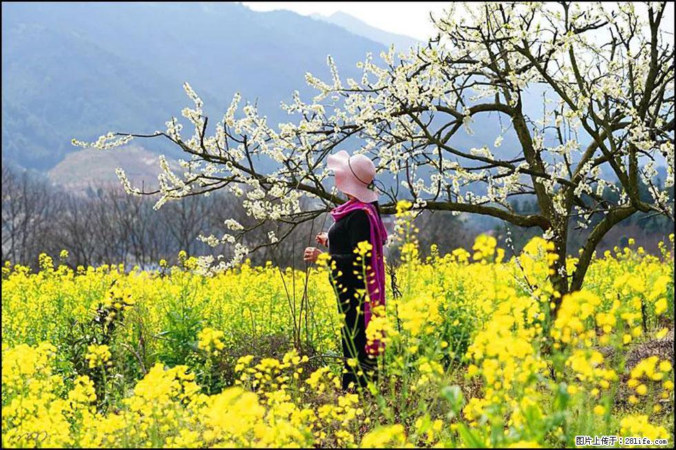 【春天，广西桂林灌阳县向您发出邀请！】长坪村油菜盛情花开 - 游山玩水 - 德州生活社区 - 德州28生活网 dz.28life.net