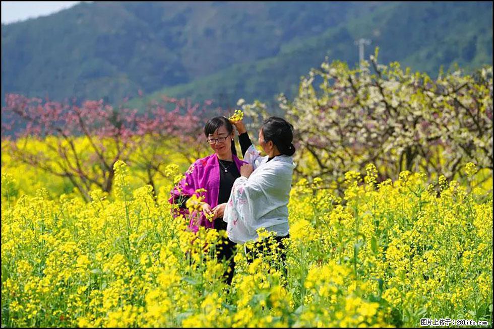 【春天，广西桂林灌阳县向您发出邀请！】长坪村油菜盛情花开 - 游山玩水 - 德州生活社区 - 德州28生活网 dz.28life.net