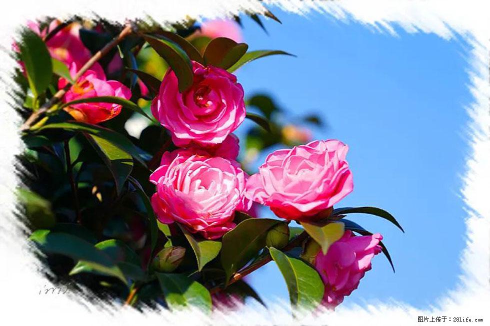 【春天，广西桂林灌阳县向您发出邀请！】杨柳井茶花惹人爱 - 游山玩水 - 德州生活社区 - 德州28生活网 dz.28life.net