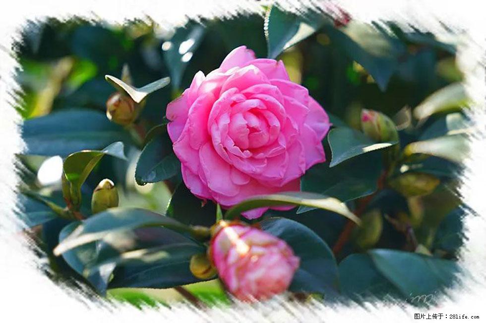 【春天，广西桂林灌阳县向您发出邀请！】杨柳井茶花惹人爱 - 游山玩水 - 德州生活社区 - 德州28生活网 dz.28life.net