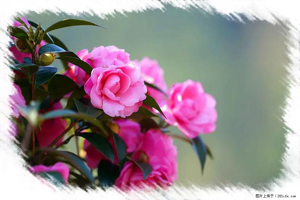 【春天，广西桂林灌阳县向您发出邀请！】杨柳井茶花惹人爱 - 游山玩水 - 德州生活社区 - 德州28生活网 dz.28life.net