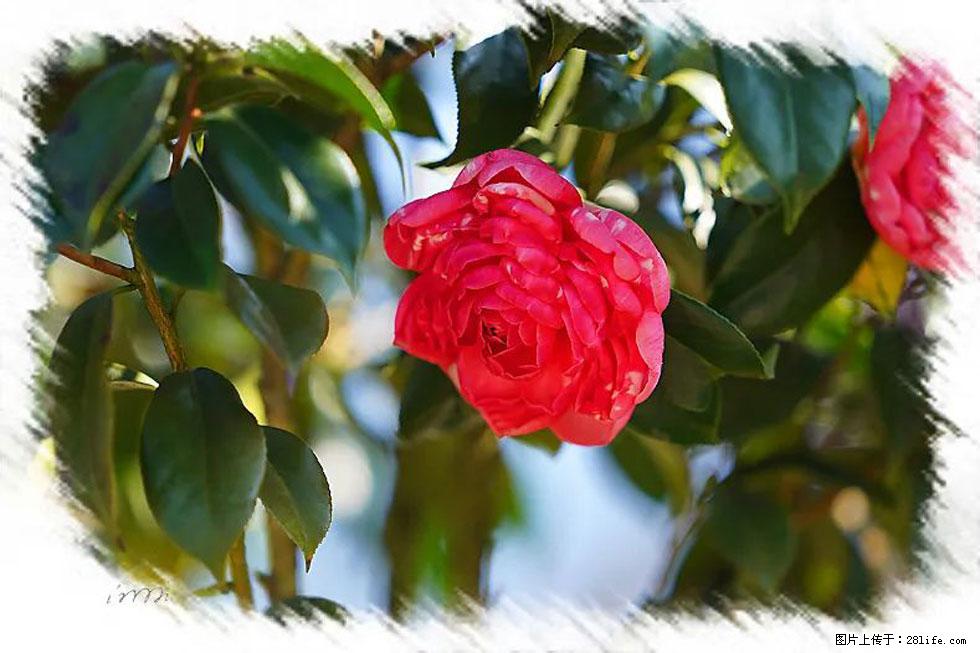 【春天，广西桂林灌阳县向您发出邀请！】杨柳井茶花惹人爱 - 游山玩水 - 德州生活社区 - 德州28生活网 dz.28life.net