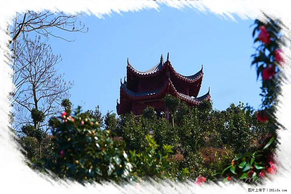 【春天，广西桂林灌阳县向您发出邀请！】杨柳井茶花惹人爱 - 游山玩水 - 德州生活社区 - 德州28生活网 dz.28life.net
