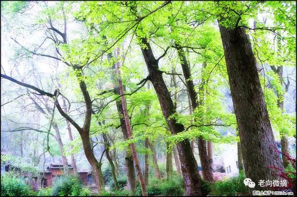 【春天，广西桂林灌阳县向您发出邀请！】在小龙村与春天约会 - 游山玩水 - 德州生活社区 - 德州28生活网 dz.28life.net
