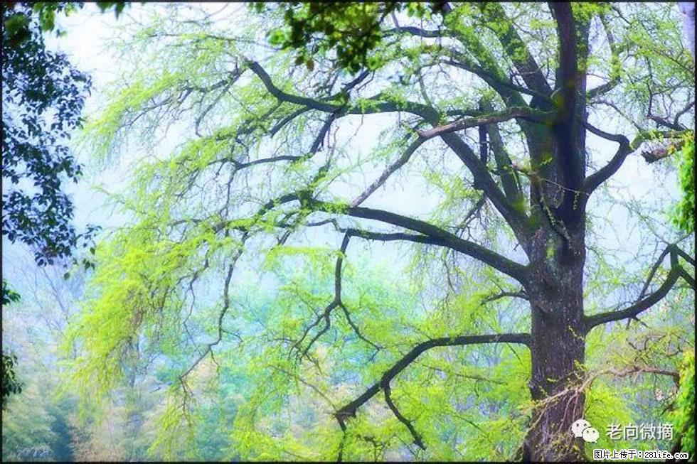 【春天，广西桂林灌阳县向您发出邀请！】在小龙村与春天约会 - 游山玩水 - 德州生活社区 - 德州28生活网 dz.28life.net