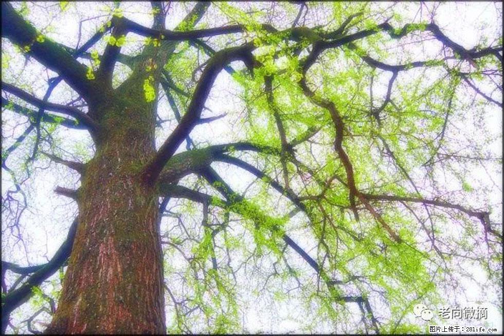 【春天，广西桂林灌阳县向您发出邀请！】在小龙村与春天约会 - 游山玩水 - 德州生活社区 - 德州28生活网 dz.28life.net