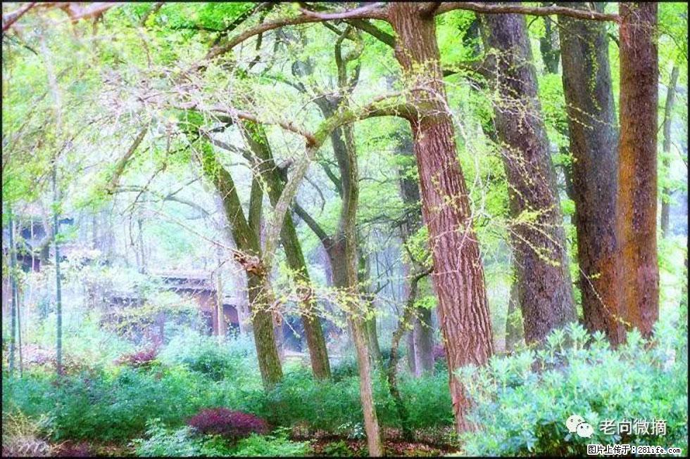 【春天，广西桂林灌阳县向您发出邀请！】在小龙村与春天约会 - 游山玩水 - 德州生活社区 - 德州28生活网 dz.28life.net