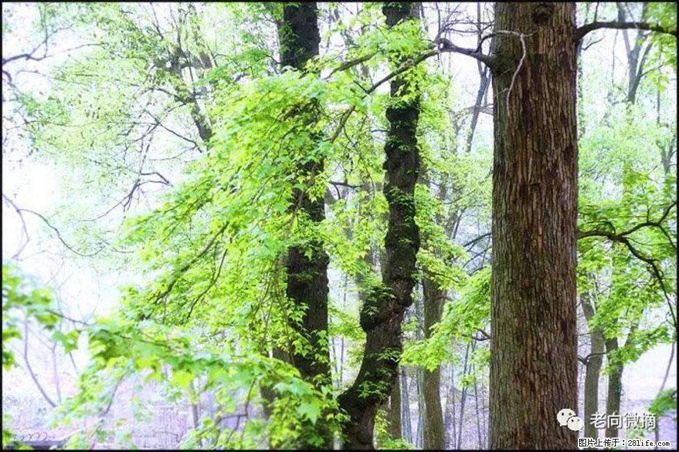 【春天，广西桂林灌阳县向您发出邀请！】在小龙村与春天约会 - 游山玩水 - 德州生活社区 - 德州28生活网 dz.28life.net