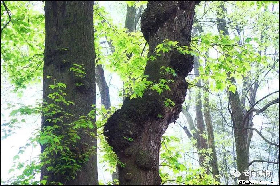 【春天，广西桂林灌阳县向您发出邀请！】在小龙村与春天约会 - 游山玩水 - 德州生活社区 - 德州28生活网 dz.28life.net