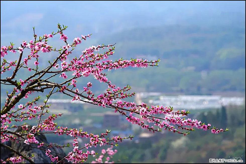 【春天，广西桂林灌阳县向您发出邀请！】望月岭上桃花开 - 游山玩水 - 德州生活社区 - 德州28生活网 dz.28life.net