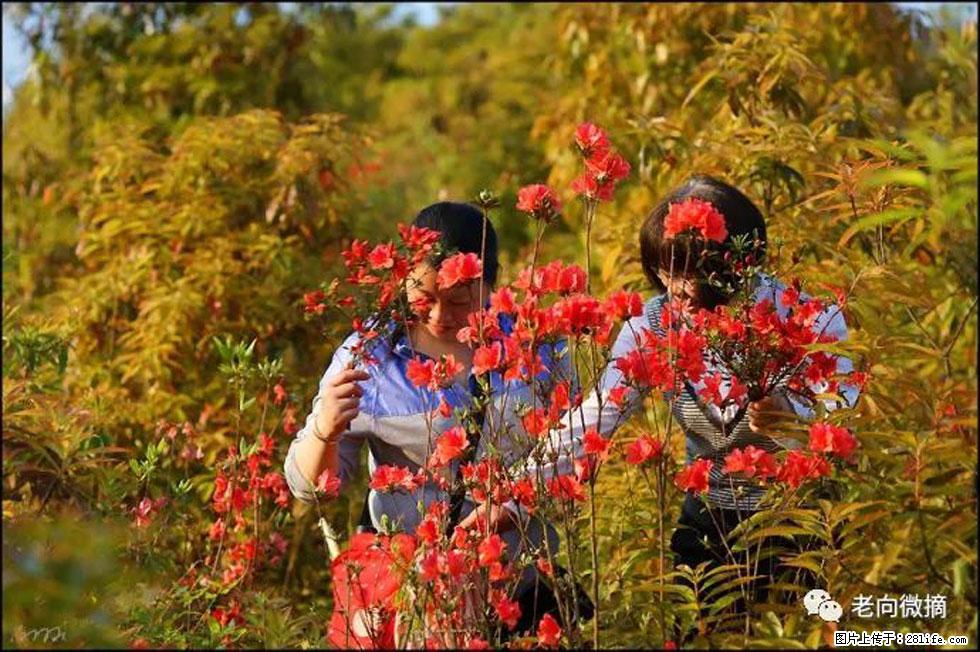 【春天，广西桂林灌阳县向您发出邀请！】登麒麟山，相约映山红 - 游山玩水 - 德州生活社区 - 德州28生活网 dz.28life.net