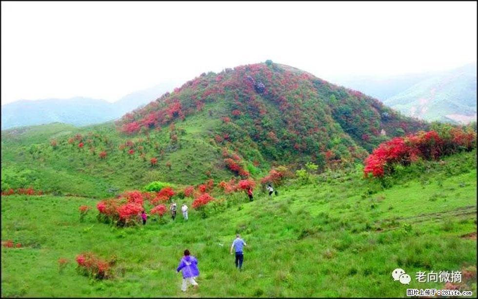【春天，广西桂林灌阳县向您发出邀请！】宝盖山上映山红 - 游山玩水 - 德州生活社区 - 德州28生活网 dz.28life.net