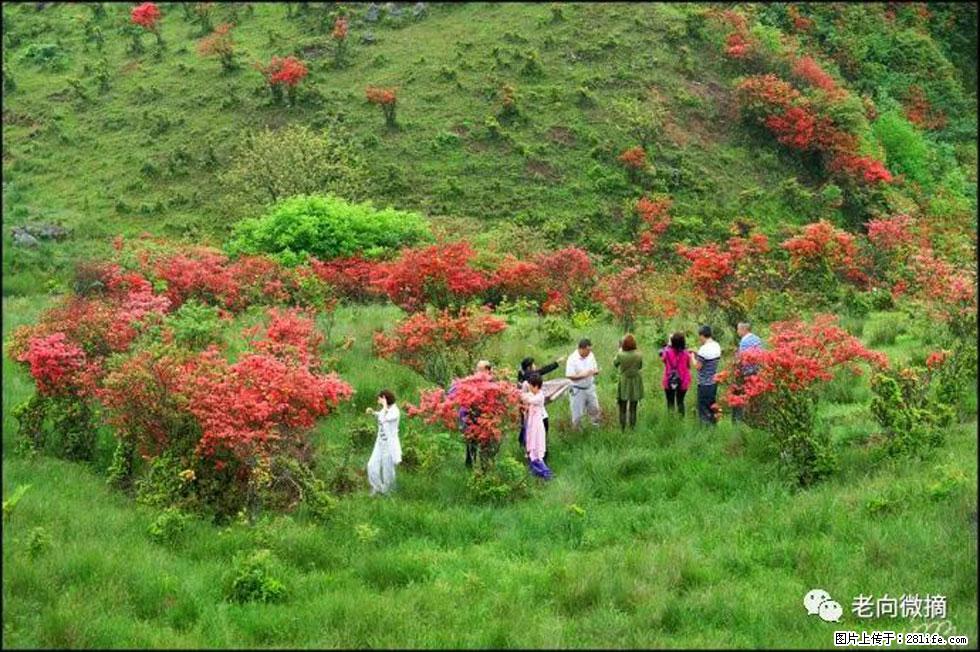 【春天，广西桂林灌阳县向您发出邀请！】宝盖山上映山红 - 游山玩水 - 德州生活社区 - 德州28生活网 dz.28life.net