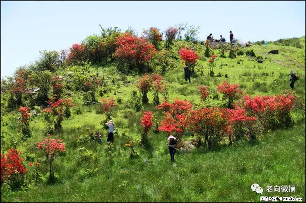 【春天，广西桂林灌阳县向您发出邀请！】宝盖山上映山红 - 游山玩水 - 德州生活社区 - 德州28生活网 dz.28life.net