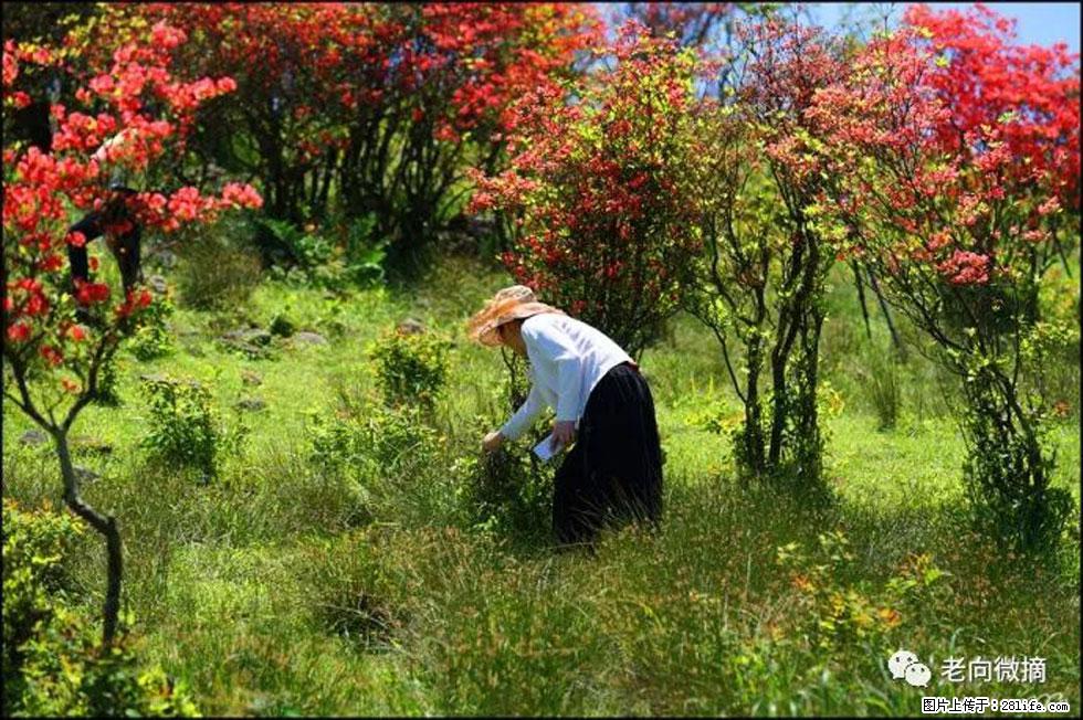【春天，广西桂林灌阳县向您发出邀请！】宝盖山上映山红 - 游山玩水 - 德州生活社区 - 德州28生活网 dz.28life.net