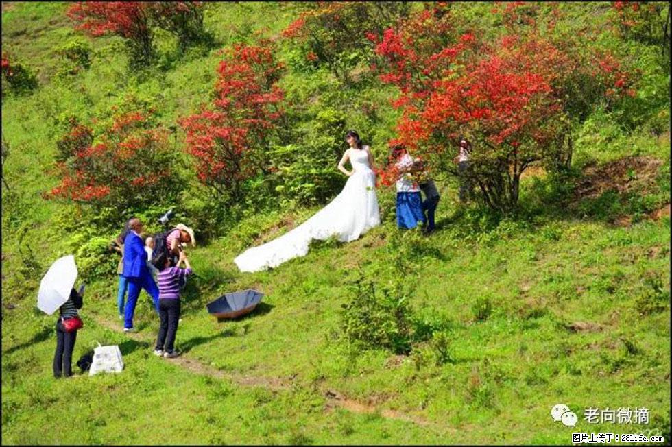 【春天，广西桂林灌阳县向您发出邀请！】宝盖山上映山红 - 游山玩水 - 德州生活社区 - 德州28生活网 dz.28life.net