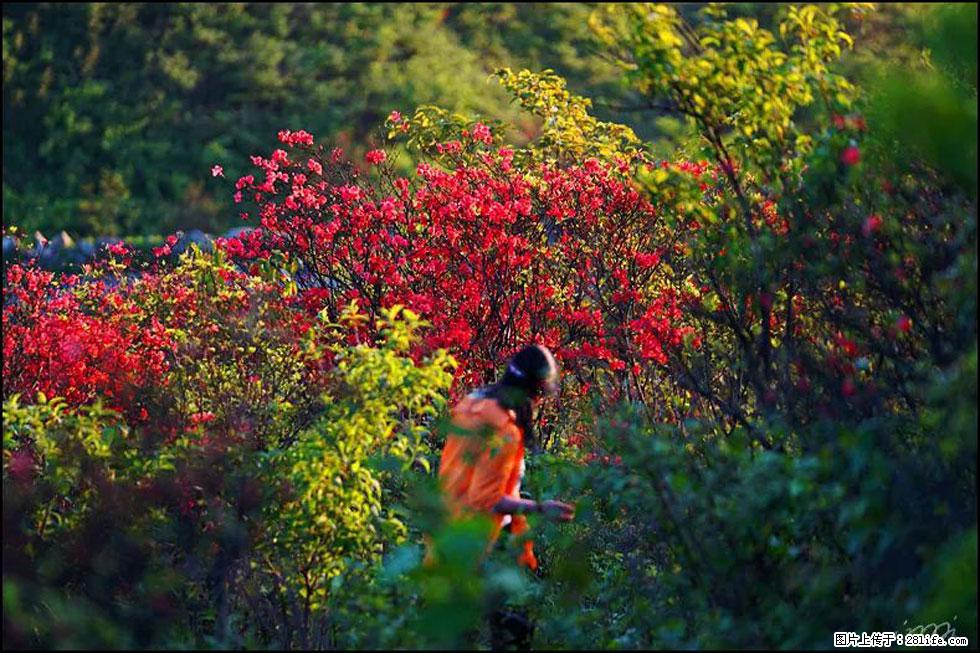 【春天,广西桂林灌阳县向您发出邀请!】春木界上映山红 - 游山玩水 - 德州生活社区 - 德州28生活网 dz.28life.net