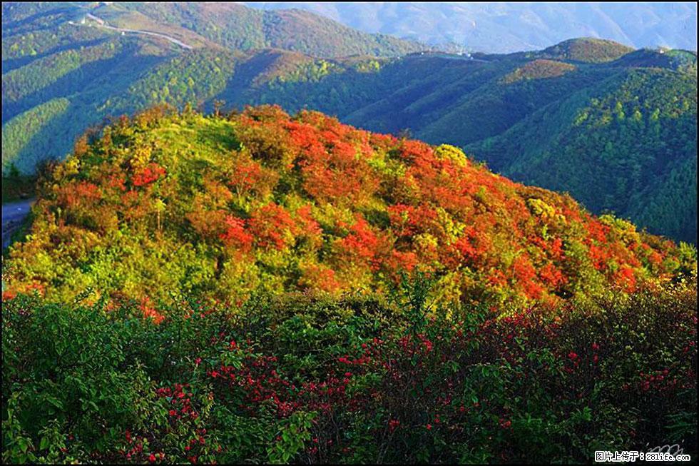 【春天,广西桂林灌阳县向您发出邀请!】春木界上映山红 - 游山玩水 - 德州生活社区 - 德州28生活网 dz.28life.net