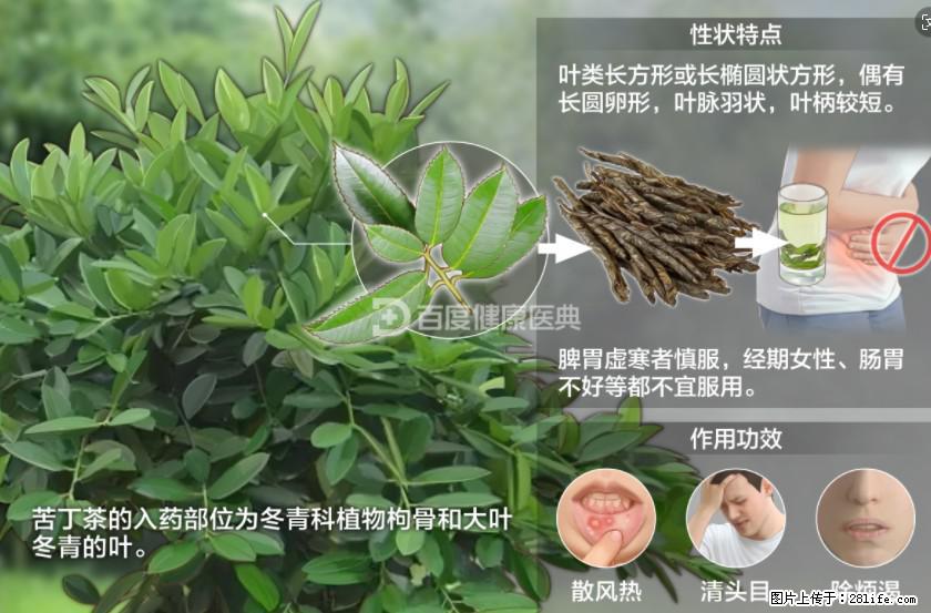 苦丁茶有哪些功效和作用 - 生活百科 - 德州生活社区 - 德州28生活网 dz.28life.net