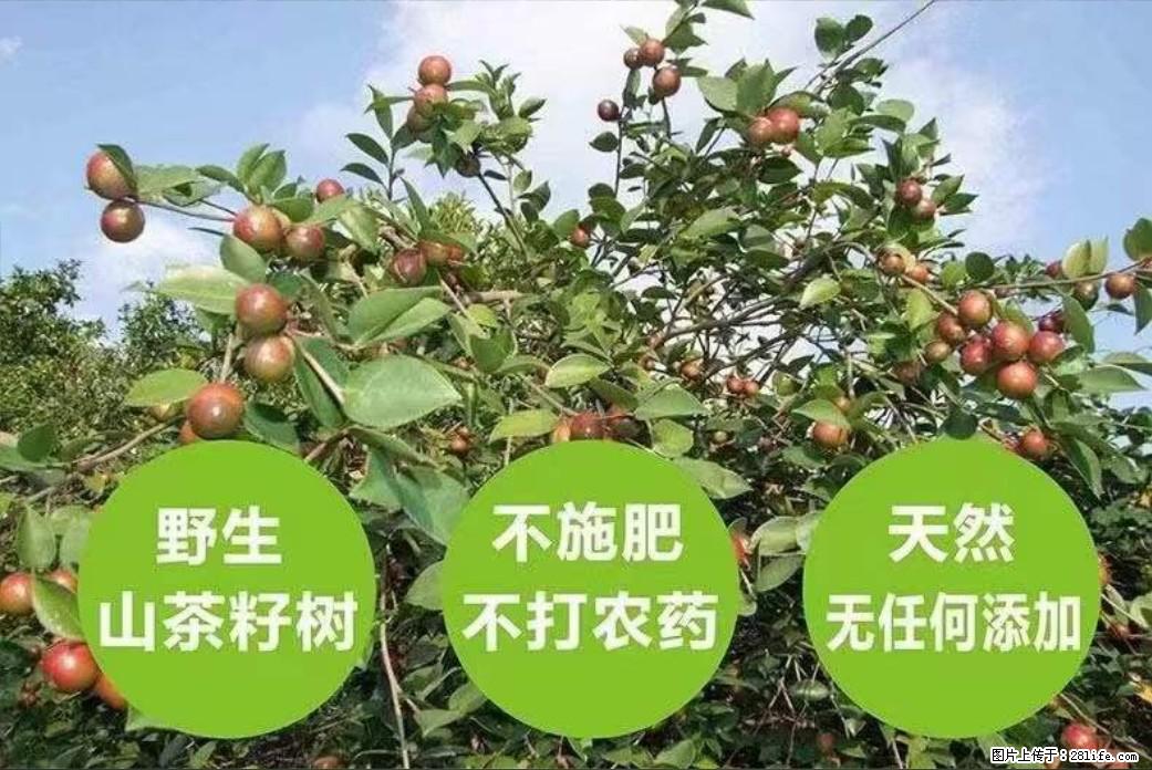 【灌阳县油茶产业示范区】一个有着充实的精神生活的人，对待身外之物自会有一种淡泊的态度 - 美食天地 - 德州生活社区 - 德州28生活网 dz.28life.net