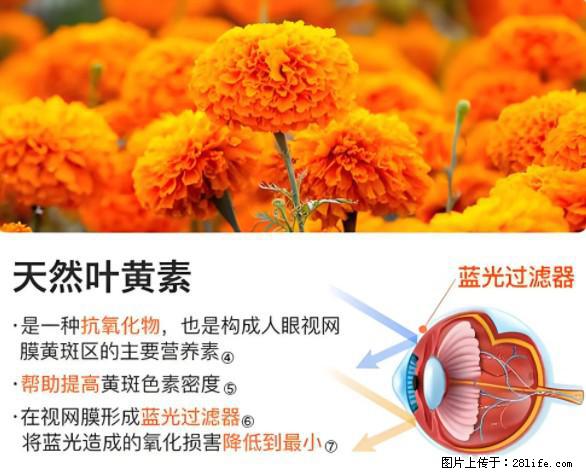 叶黄素有什么功效和作用 - 生活百科 - 德州生活社区 - 德州28生活网 dz.28life.net