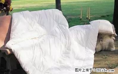 被子有异味？只要这样做，比晒太阳还强100倍！ - 家居生活 - 德州生活社区 - 德州28生活网 dz.28life.net