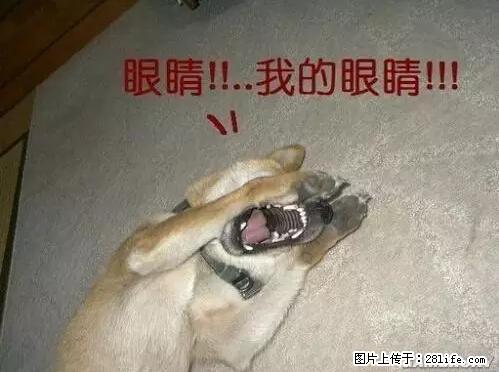 笑癫了！一女的怀孕三年未生，他终于忍不住了... - 娱乐八卦 - 德州生活社区 - 德州28生活网 dz.28life.net