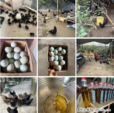 油茶园从小鸡仔开始养起的纯土鸡、土鸡蛋可以预定啦！还有前几天刚榨的纯山茶油哦 - 土特产 - 饮食特产 - 德州分类信息 - 德州28生活网 dz.28life.net