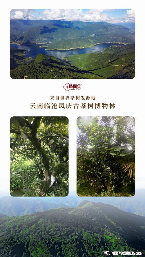 时间果百年古树2025年春红茶 - 购物交流 - 德州生活社区 - 德州28生活网 dz.28life.net