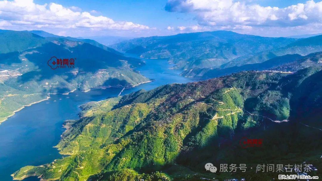 时间果百年古树龙珠普洱生茶 - 购物交流 - 德州生活社区 - 德州28生活网 dz.28life.net
