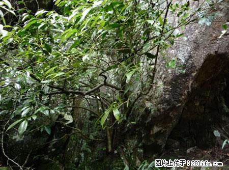 平乐石崖茶，珍贵仅次于金花茶 - 德州生活资讯 - 德州28生活网 dz.28life.net