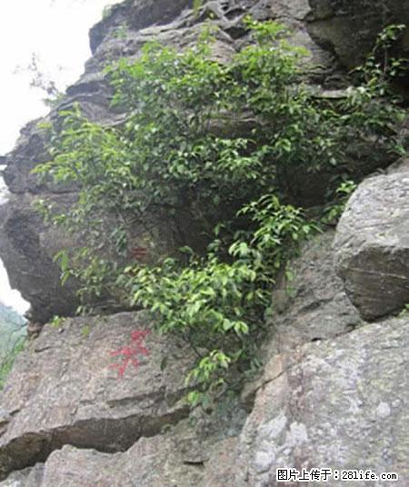平乐石崖茶，珍贵仅次于金花茶 - 德州生活资讯 - 德州28生活网 dz.28life.net