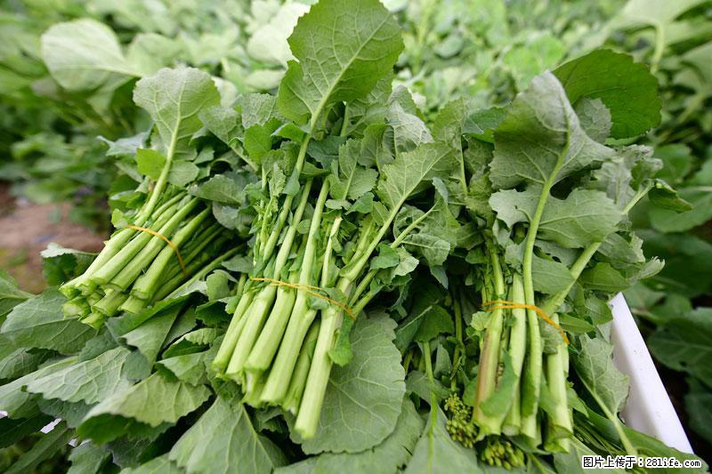 这些蔬菜是“天然钙片”，这6种被医生重点推荐 - 德州生活资讯 - 德州28生活网 dz.28life.net